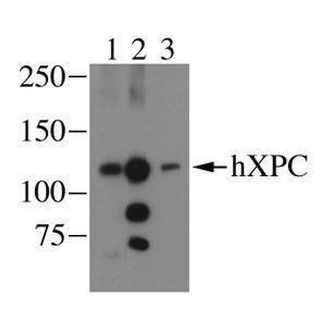 XPC Antibody in Western Blot (WB)