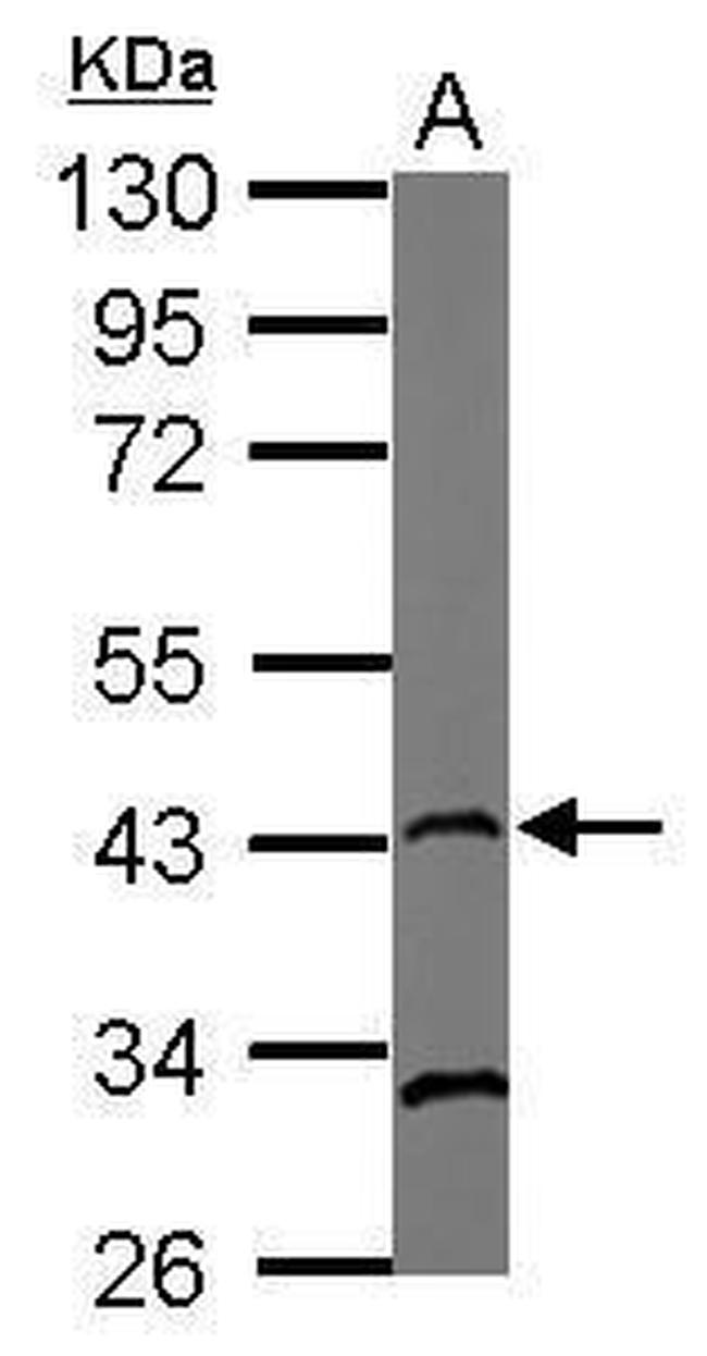 RAD51 Antibody in Western Blot (WB)