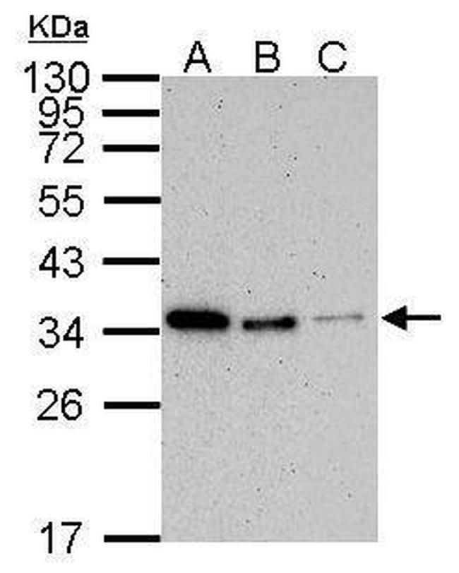 PCNA Antibody in Western Blot (WB)