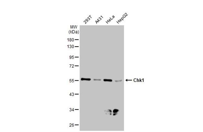 Chk1 Antibody in Western Blot (WB)