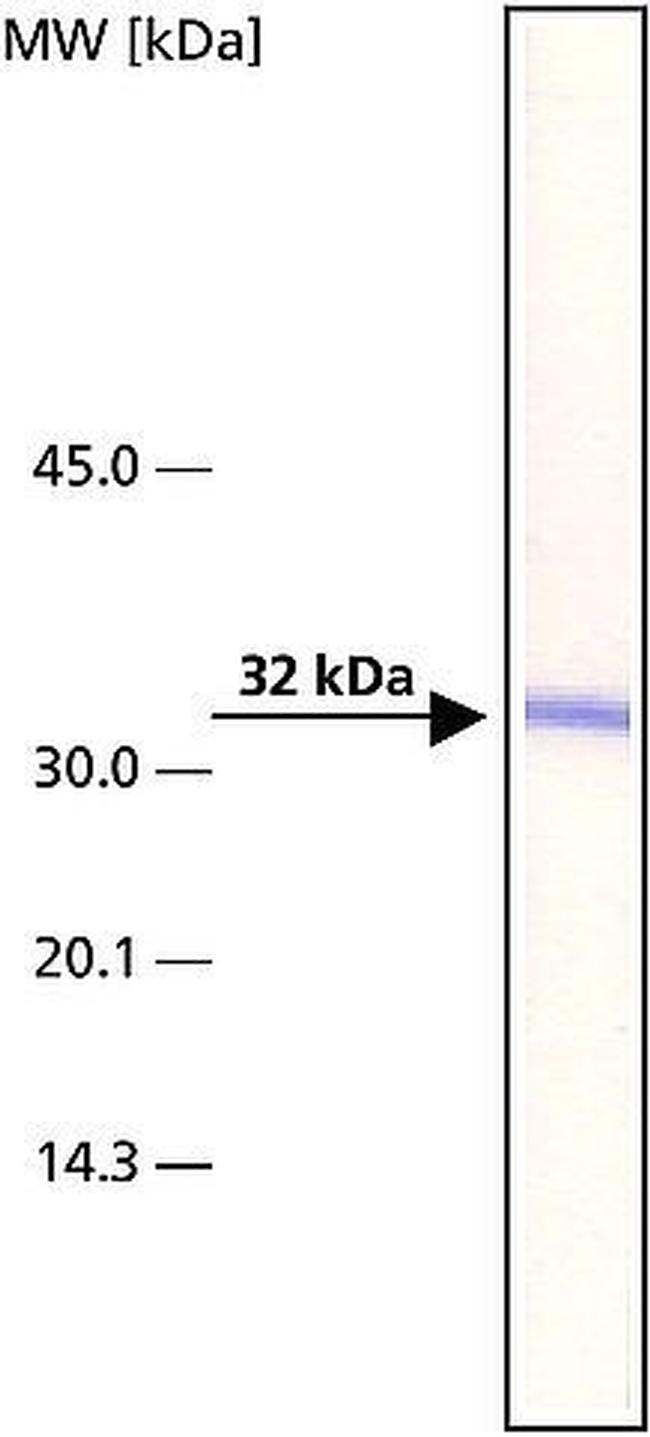 ARTS Antibody in Western Blot (WB)