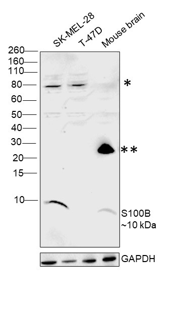 S100B Antibody in Western Blot (WB)