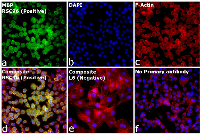 MBP Antibody in Immunocytochemistry (ICC/IF)