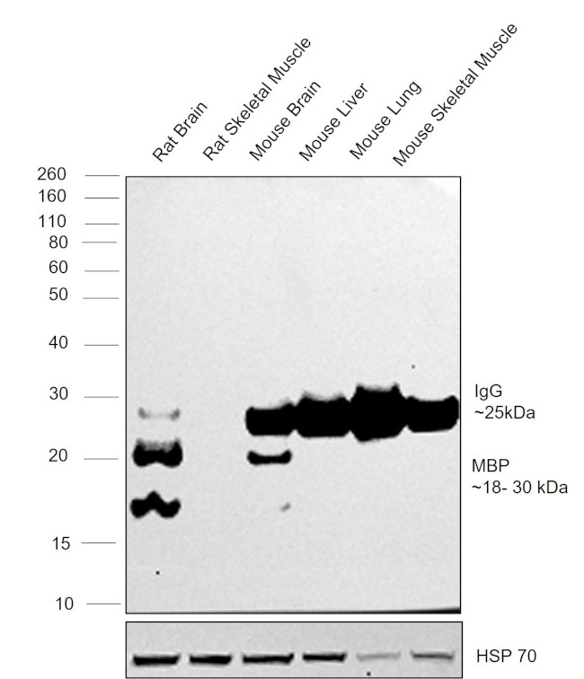 MBP Antibody in Western Blot (WB)