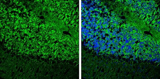 MAP2 Antibody in Immunohistochemistry (Frozen) (IHC (F))