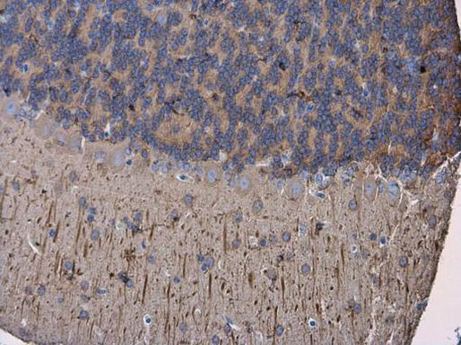 MAP2 Antibody in Immunohistochemistry (Paraffin) (IHC (P))