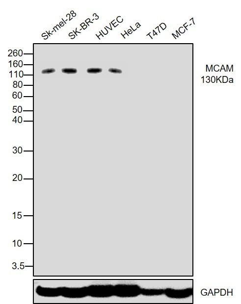 CD146 Antibody