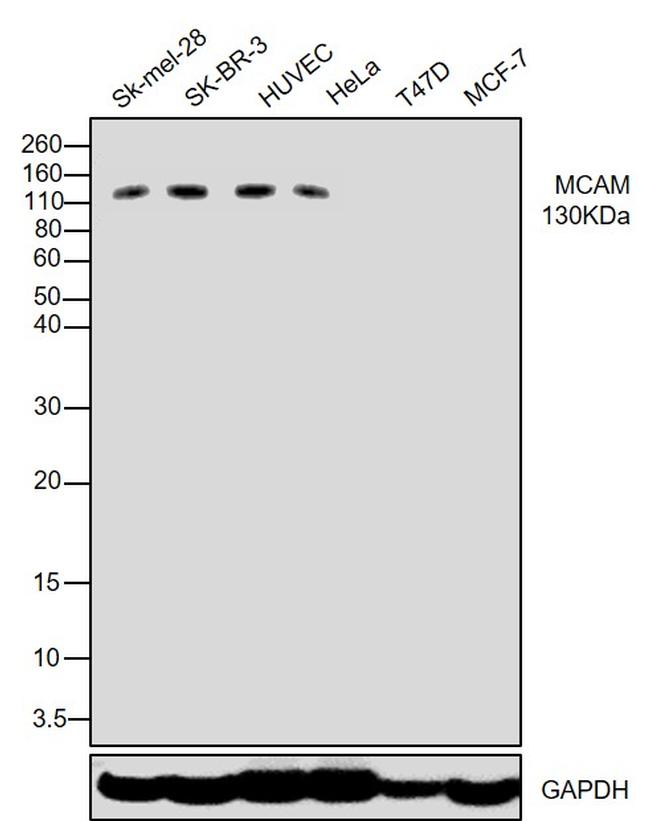 CD146 Antibody in Western Blot (WB)