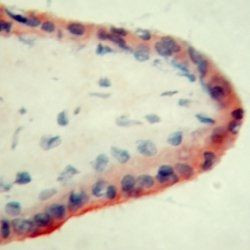 APOE Antibody in Immunohistochemistry (Frozen) (IHC (F))