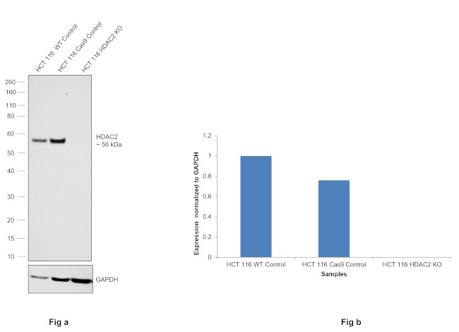 HDAC2 Antibody