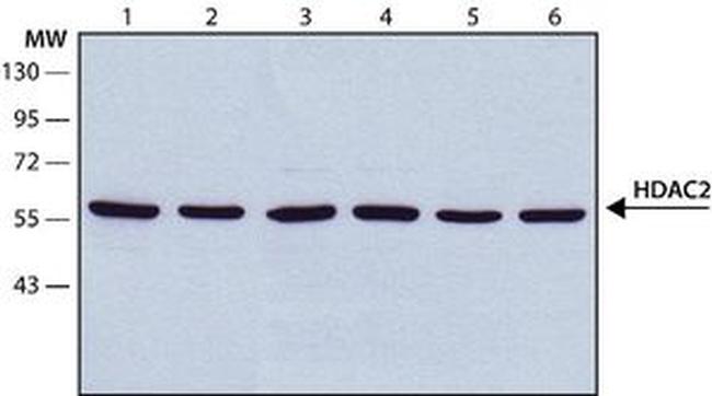 HDAC2 Antibody in Western Blot (WB)