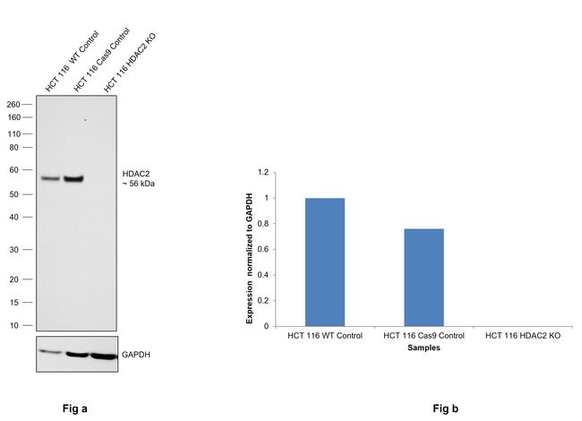 HDAC2 Antibody in Western Blot (WB)