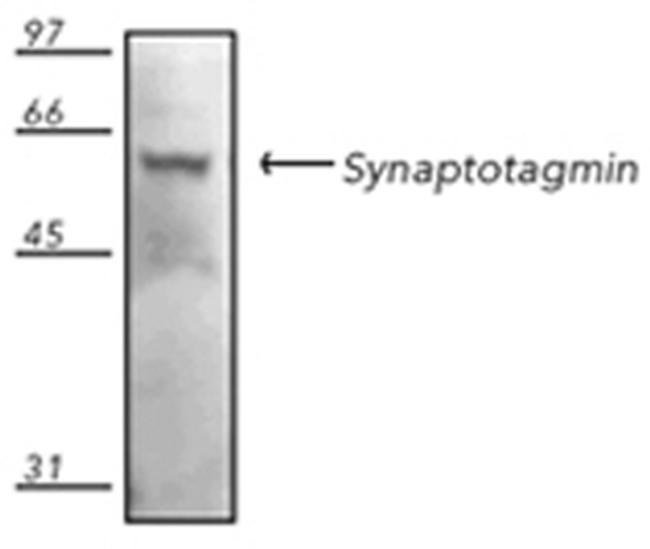 Synaptotagmin 1 Antibody in Western Blot (WB)