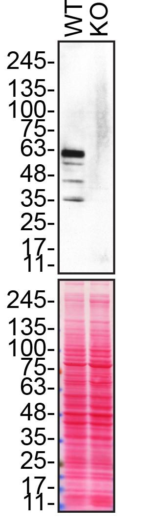 Synaptotagmin 1 Antibody