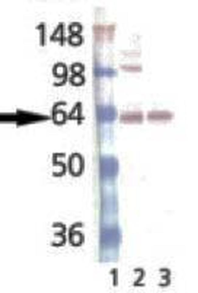 Synaptotagmin 1 Antibody in Western Blot (WB)