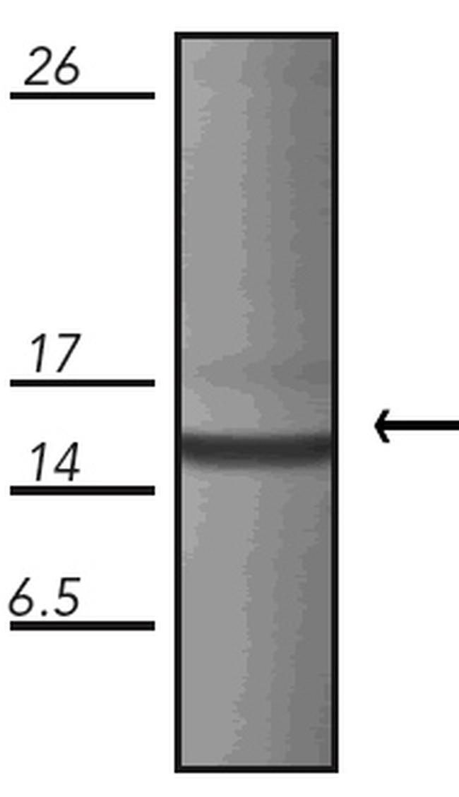 HSPE1 Antibody in Western Blot (WB)