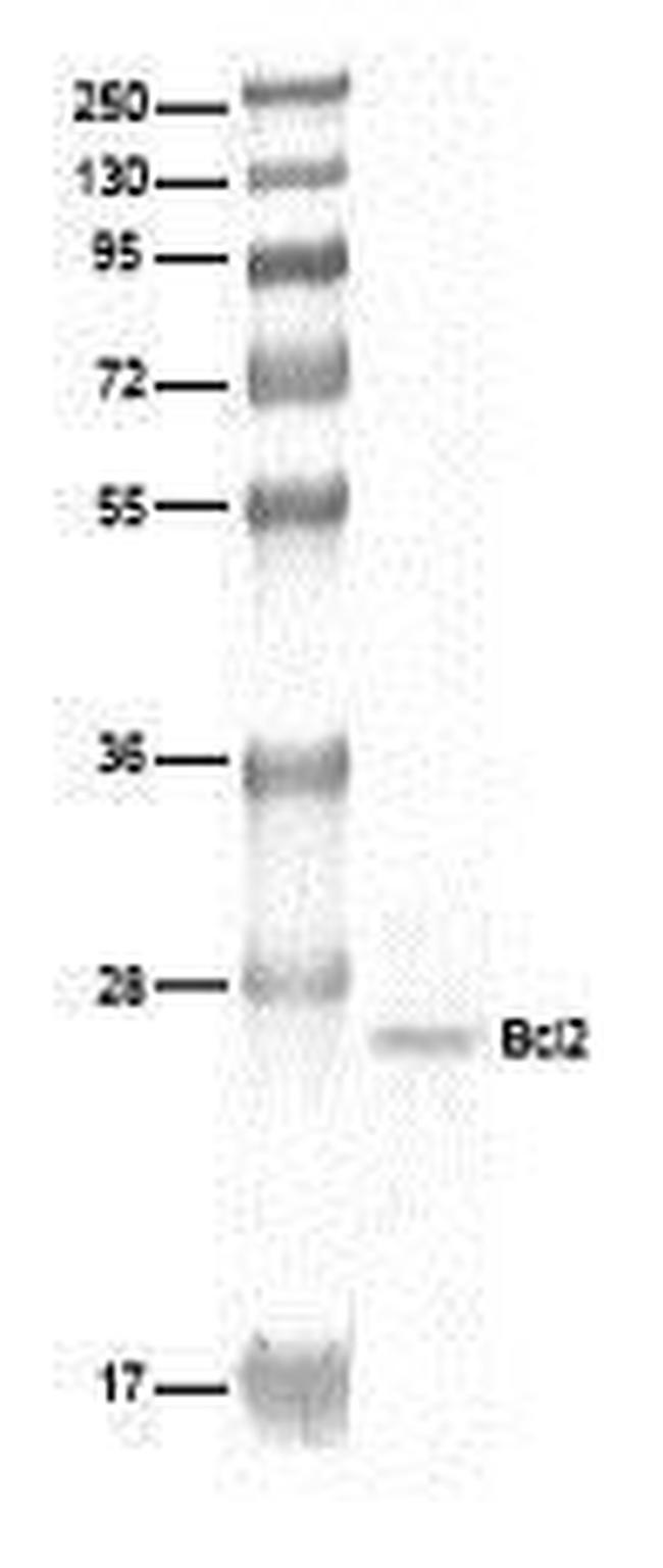 Bcl-2 Antibody in Western Blot (WB)