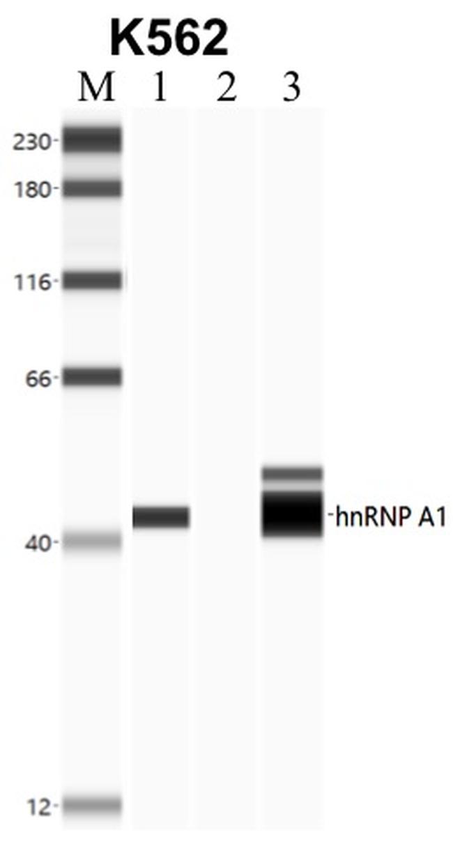 hnRNP A1 Antibody in RNA Immunoprecipitation (RIP)