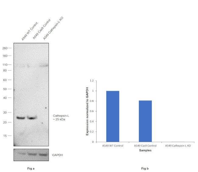 Cathepsin L Antibody