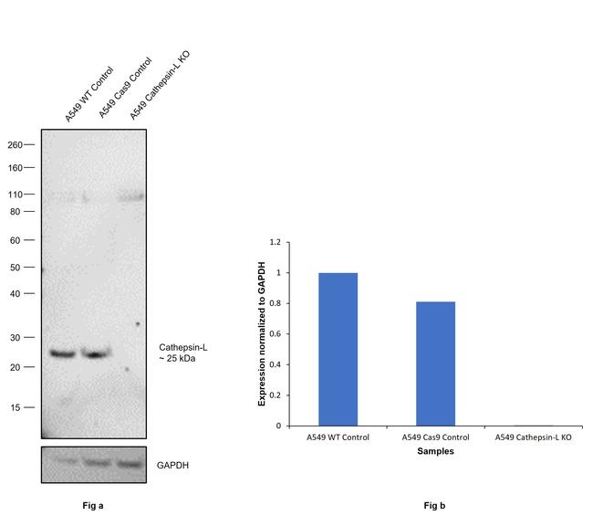 Cathepsin L Antibody in Western Blot (WB)