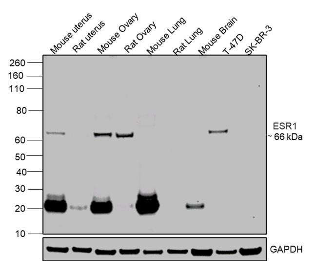 Estrogen Receptor alpha Antibody in Western Blot (WB)