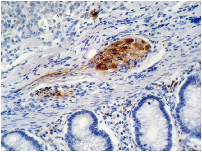 p21 Antibody in Immunohistochemistry (Paraffin) (IHC (P))