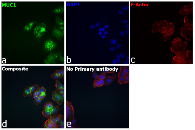 Human IgG1 Secondary Antibody in Immunocytochemistry (ICC/IF)