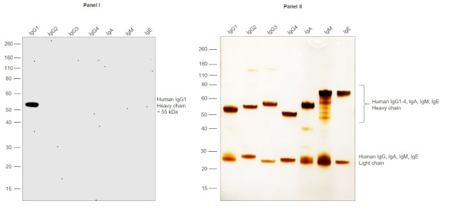 Human IgG1 Secondary Antibody