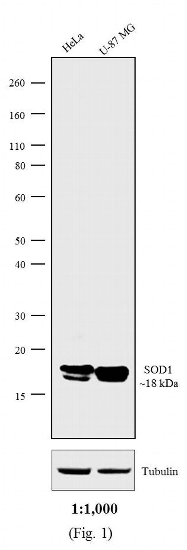 Mouse Kappa Light Chain Secondary Antibody in Western Blot (WB)