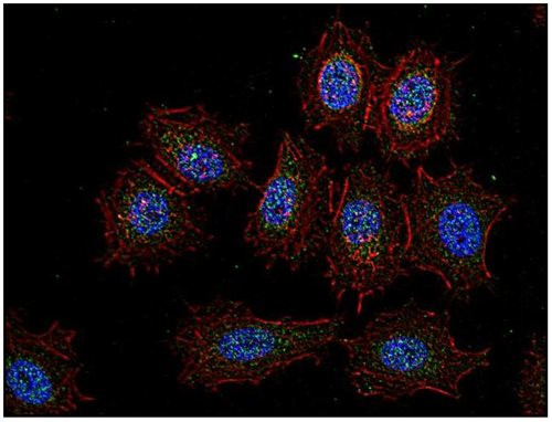 CSK Antibody in Immunocytochemistry (ICC/IF)