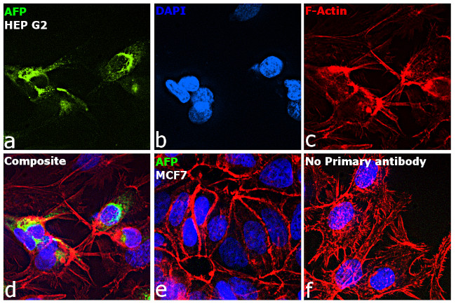 AFP Antibody in Immunocytochemistry (ICC/IF)