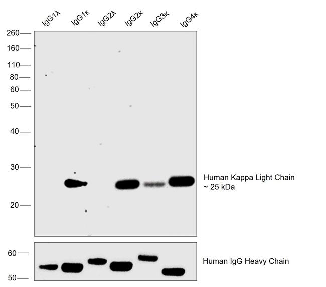 Human Kappa Light Chain Secondary Antibody in Western Blot (WB)