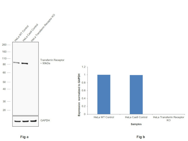 Transferrin Receptor Antibody