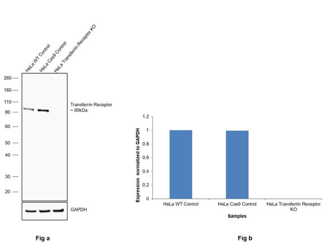 Transferrin Receptor Antibody in Western Blot (WB)