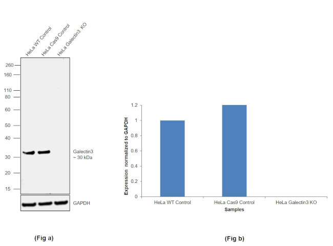 Galectin 3 Antibody