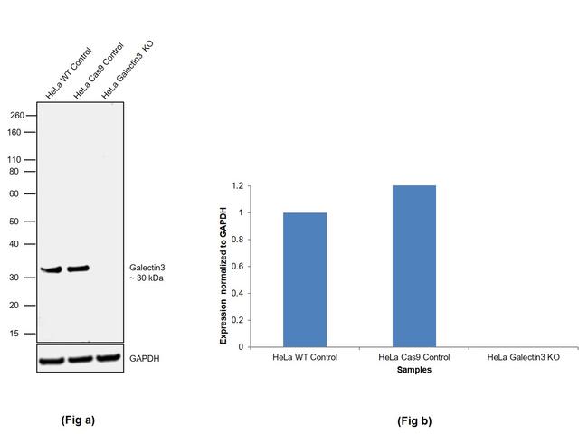 Galectin 3 Antibody in Western Blot (WB)