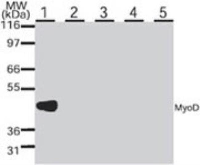 MYOD Antibody in Western Blot (WB)