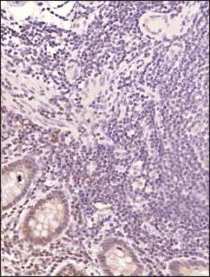 MBD1 Antibody in Immunohistochemistry (Paraffin) (IHC (P))