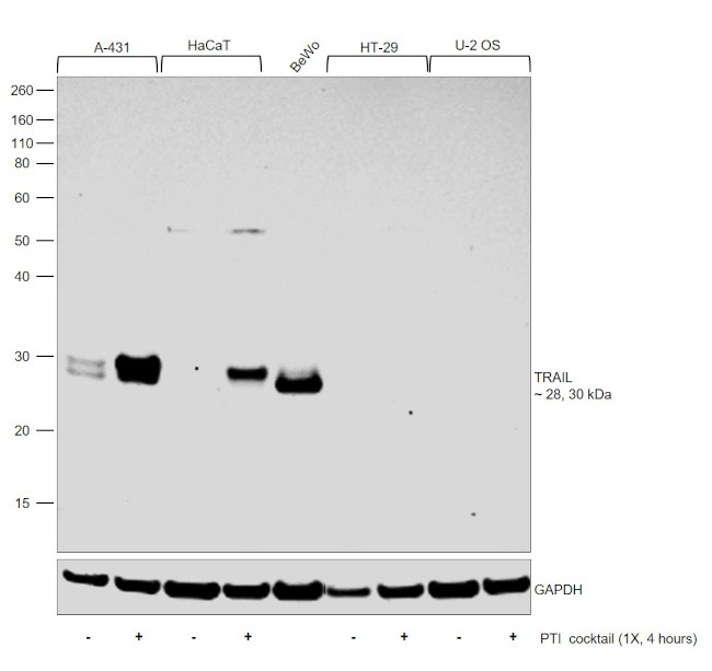 TRAIL Antibody