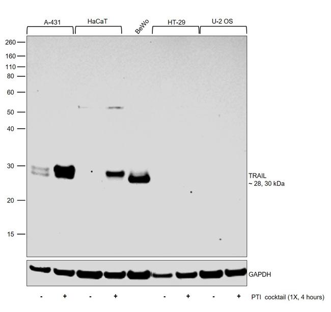 TRAIL Antibody in Western Blot (WB)