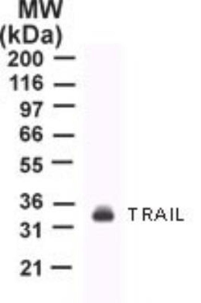 TRAIL Antibody in Western Blot (WB)