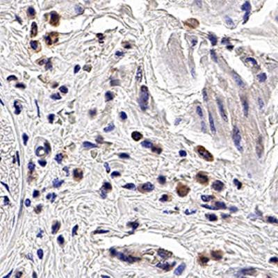 PGRP-S Antibody in Immunohistochemistry (Paraffin) (IHC (P))