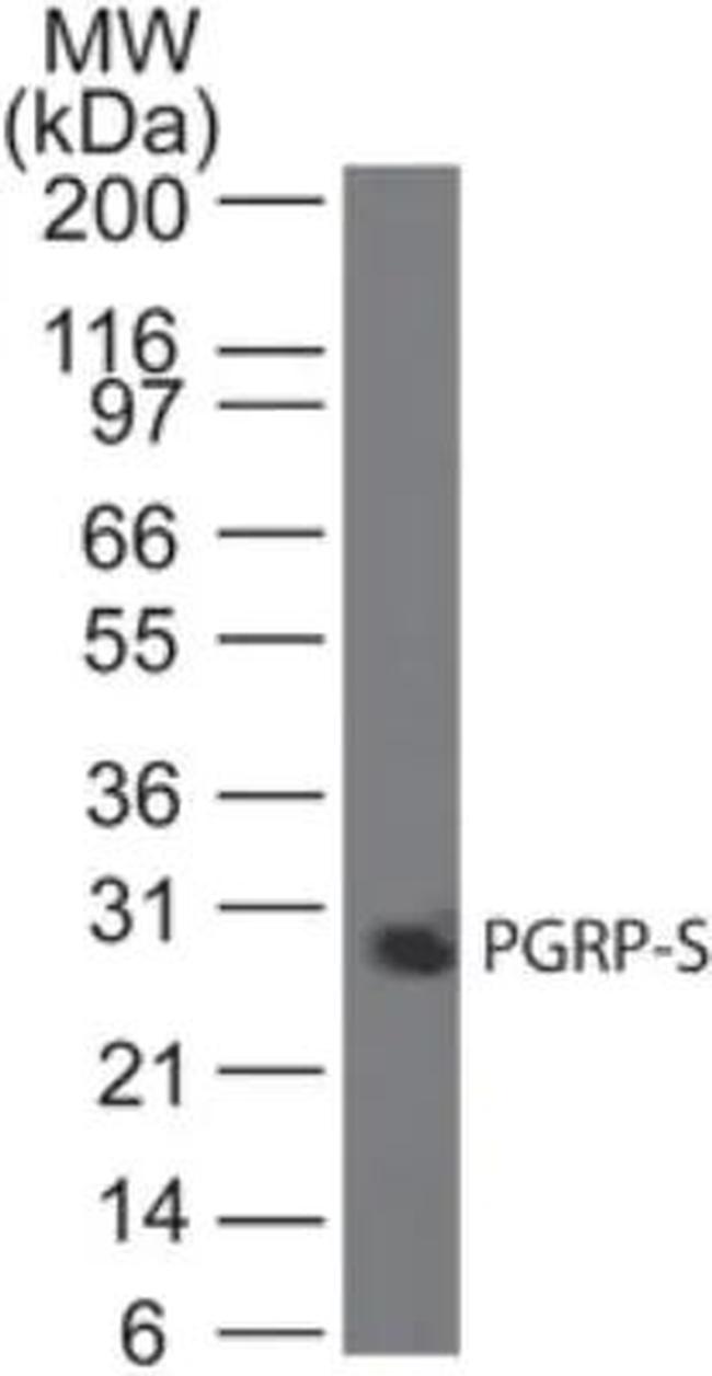 PGRP-S Antibody in Western Blot (WB)