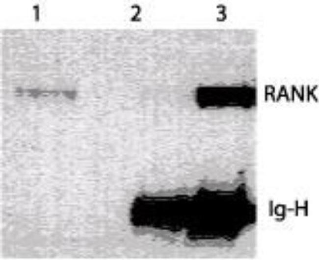 RANK Antibody in Western Blot (WB)