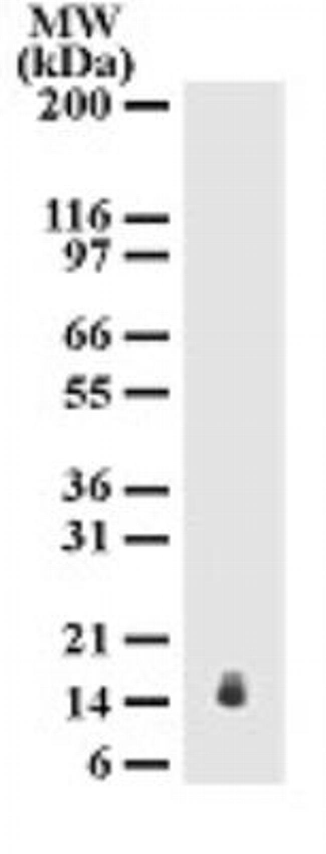 IL-25 Antibody in Western Blot (WB)