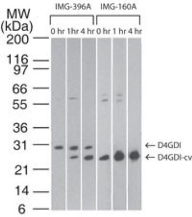 D4-GDI Antibody in Western Blot (WB)