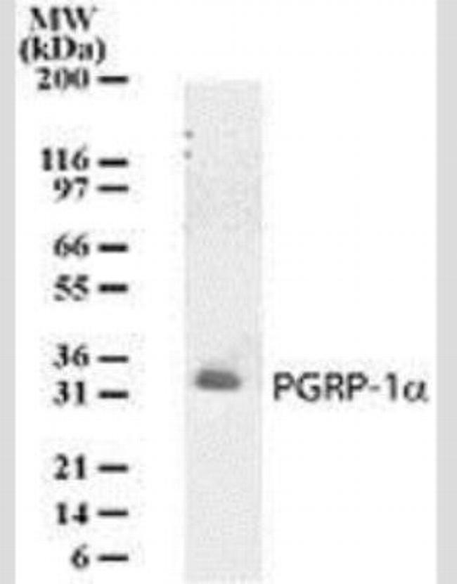 PGRP-1a Antibody in Western Blot (WB)