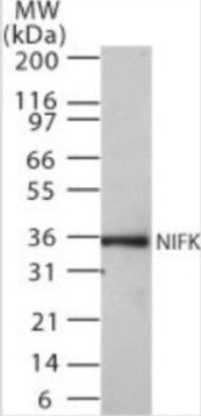 NIFK Antibody in Western Blot (WB)