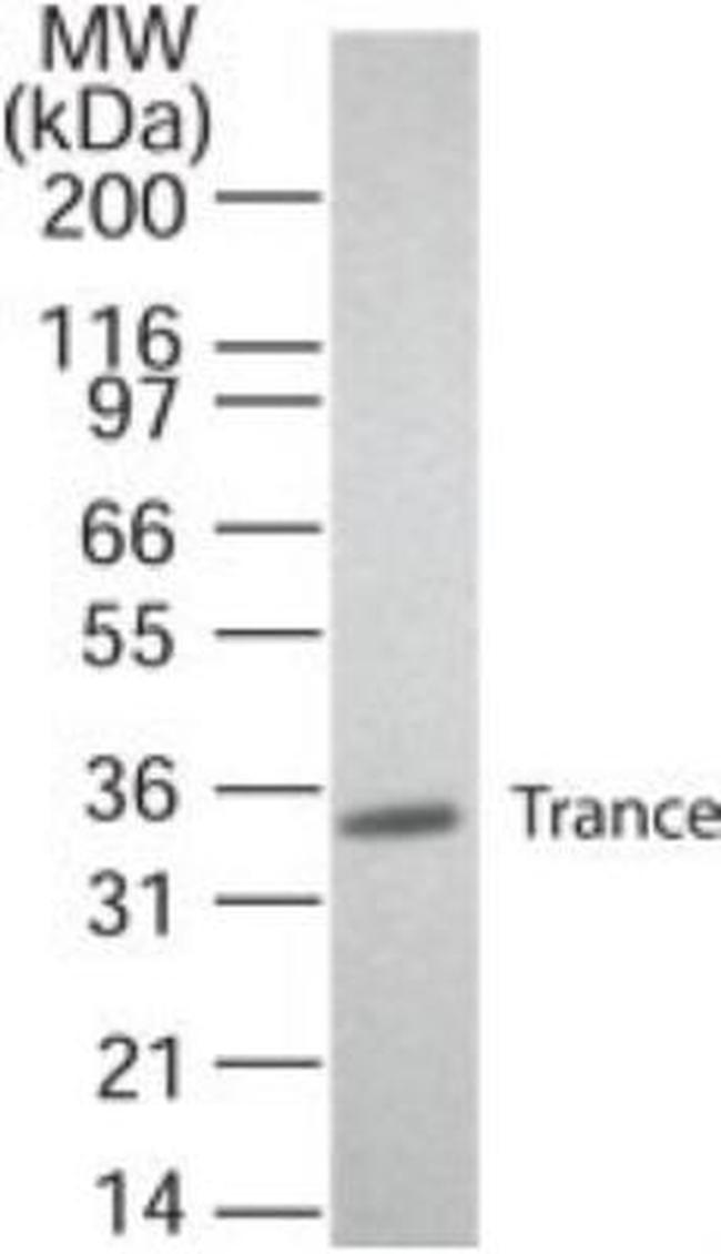 CD254 (RANK Ligand) Antibody in Western Blot (WB)