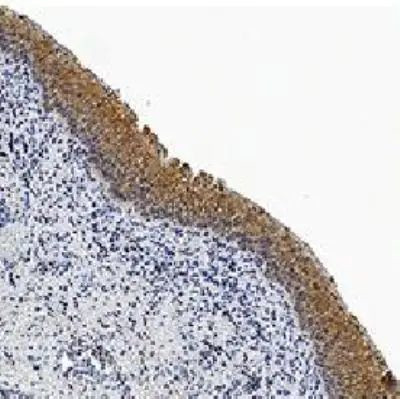 pro-Caspase 3 Antibody in Immunohistochemistry (Paraffin) (IHC (P))